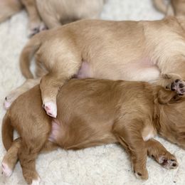 Australian Labradoodle Puppies from Salona Australian Labradoodles