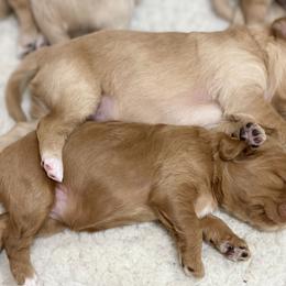 Australian Labradoodle Puppies from Salona Australian Labradoodles