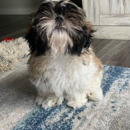 Shih Tzu Puppies from Willow Lane Shih Tzus