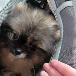 Pomeranian Puppies from Boujee Puff Poms
