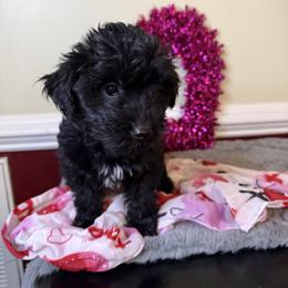 Mocha - Black female Yorkipoo puppy in Henderson, North Carolina from Dorans Danes and Doodles