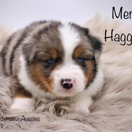 Miniature American Shepherd and Miniature Australian Shepherd Puppies from Borderview Aussies