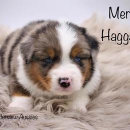 Miniature American Shepherd and Miniature Australian Shepherd Puppies from Borderview Aussies