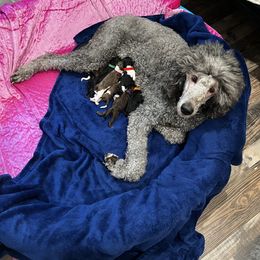 Poodle Puppies from Silver Lining Poodles