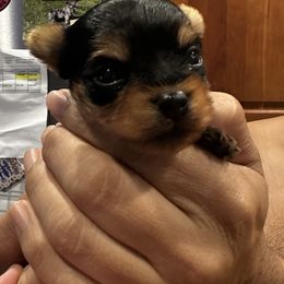 Romeo 3700 - Black and gold male Yorkshire Terrier puppy in Indianapolis, Indiana from Supreme Pups