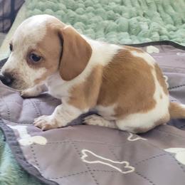 Filya - Piebald male Dachshund puppy in Meridian, Idaho from Lucy’s Dachshund Home