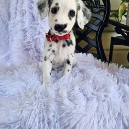 Red - White and black male Dalmatian puppy in Gray, Georgia from Fuller Spots