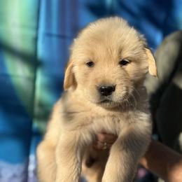 American Eskimo Dogs, Golden Retrievers, Newfoundlands, and Siberian Huskies from Bear Mountain