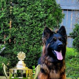 German Shepherd puppies from Beacham Ranch