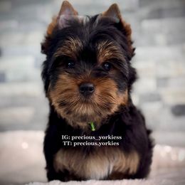 Green Collar - Black and tan male Yorkshire Terrier puppy in Madera, California from Precious Yorkies
