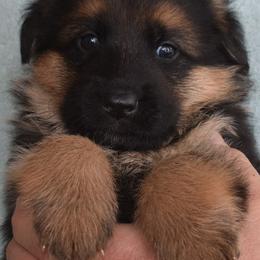 German Shepherd Puppies from Vom Dortmunder German Shepherds