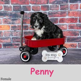 Penny - Bernedoodle puppy from Country Breeze Doodles & Poodles