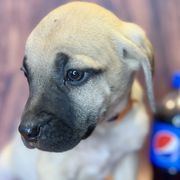 Pepsi - Yellow Black Mouth Cur puppy in Warsaw, Missouri from Heritage Cow Dogs