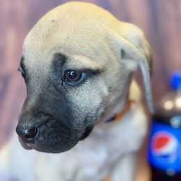 Pepsi - Yellow Black Mouth Cur puppy in Warsaw, Missouri from Heritage Cow Dogs