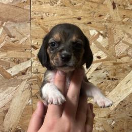 Toasty - Black white and tan female Beagle puppy in St. Cloud, Minnesota from Beagle Blessings