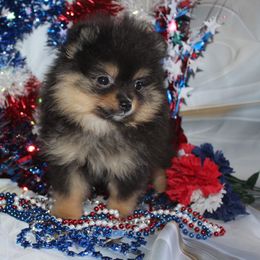 Girl 1 - female Pomeranian puppy in Memphis, Michigan from Magix'z Pomeranians
