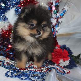 Girl 1 - female Pomeranian puppy in Memphis, Michigan from Magix'z Pomeranians