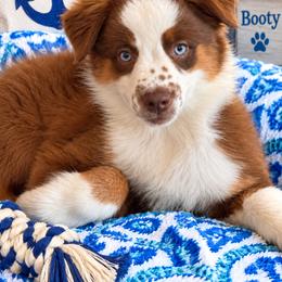 Australian Shepherd and Miniature Australian Shepherd Puppies from Fairfax Aussies