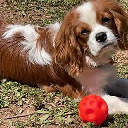 Cavalier King Charles Spaniels from Cynja Cavaliers
