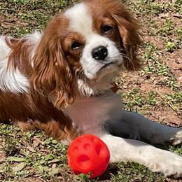 Cavalier King Charles Spaniels from Cynja Cavaliers