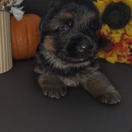 Male 1 - Black and red male German Shepherd puppy in Manton, Michigan from Schusterheim Shepherds