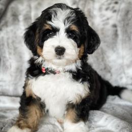 Bernedoodle puppies from Furry Tail Doodles