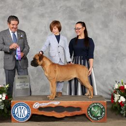 Ember - Bullmastiff