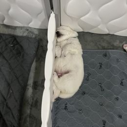Samoyed Puppies from The Floof Brigade