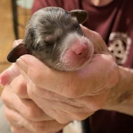 Black dapple piebald - Dapple female Dachshund puppy in West Plains, Missouri from Spring Creek Dachshunds