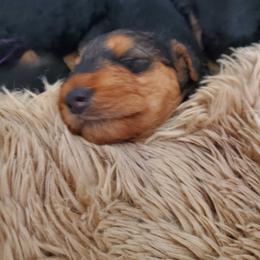 Airedale Terrier Puppies from Arily Airedales