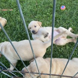 Labrador Retriever Puppies from Daisy Hill Farm
