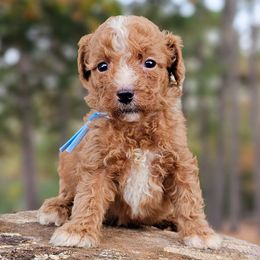 Waltz - Red  female Goldendoodle puppy in Pittsburg, Texas from Grace Springs Goldendoodles