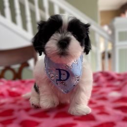Domino - Black and white male Shihpoo puppy in Whitehall 18052, Pennsylvania from Lilli’s Shih tzus and Shih poos