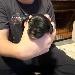Girl 1 - Black white and tan female Cocker Spaniel puppy in Columbia, South Carolina from Fleur de Lis Cockers- Cuchna Cockers