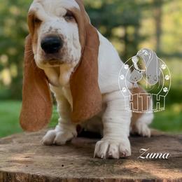 Zuma - Red and white male Basset Hound puppy in Dingess, West Virginia from Tuckers' Howling Hounds