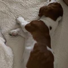 Basset Hound Puppies from Fancy Hounds