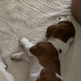 Basset Hound Puppies from Fancy Hounds