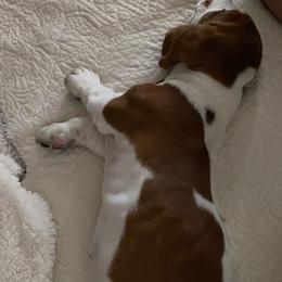 Basset Hound Puppies from Fancy Hounds