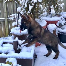 German Shepherd Puppies from Haus Heckfeuer