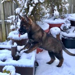 German Shepherd Puppies from Haus Heckfeuer