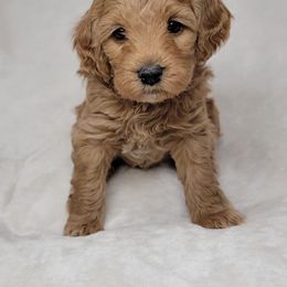 Goldendoodle Puppies from Lake Village Doodles