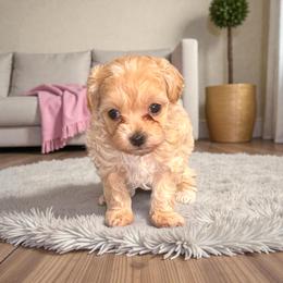 Peg - The Glamorous Showgirl - Apricot female Maltipoo puppy in Bells, Texas from Partridge Doodles and Poodles