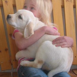 Labrador Retriever Puppies from Shadowhawk Labrador Retrievers