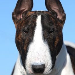Bull Terriers and Miniature Bull Terriers from Old Forge Bull Terriers