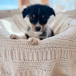 Australian Shepherd Puppies from Canyon River Aussies