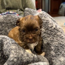Samson - Chocolate male Havanese puppy in Ceredo, West Virginia from Lisa’s Havanese