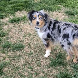 Stella - Blue merle female Miniature Australian Shepherd puppy in Owensboro, Kentucky from JnT's Bluegrass Mini Aussies