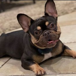 French Bulldogs from All Star Frenchies