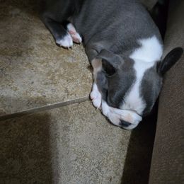 Boston Terrier Puppies from Aronow pups