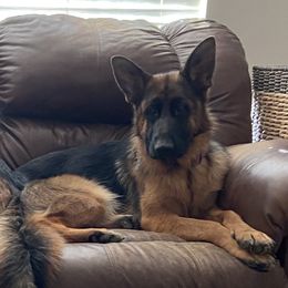 Kayleigh - German Shepherd